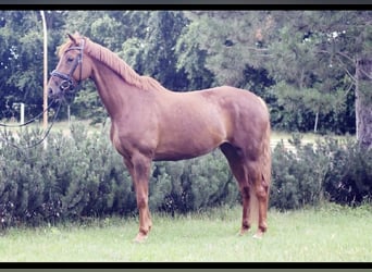 Hannoveraner, Stute, 9 Jahre, 168 cm, Fuchs