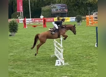 Hannoveraner, Stute, 9 Jahre, 168 cm, Fuchs