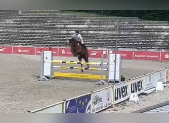 Hannoveraner, Stute, 9 Jahre, 168 cm, Fuchs