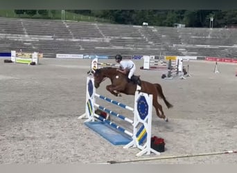 Hannoveraner, Stute, 9 Jahre, 168 cm, Fuchs