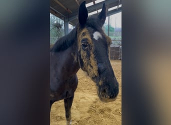 Hannoveraner, Stute, 9 Jahre, 168 cm, Rappe