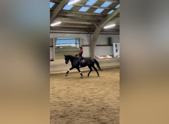 Hannoveraner, Stute, 9 Jahre, 168 cm, Rappe