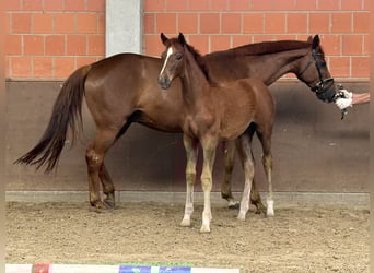 Hannoveraner, Stute, 9 Jahre, 169 cm, Fuchs