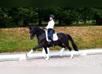 Hannoveraner, Stute, 9 Jahre, 169 cm, Rappe