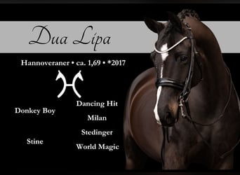 Hannoveraner, Stute, 9 Jahre, 169 cm, Schwarzbrauner