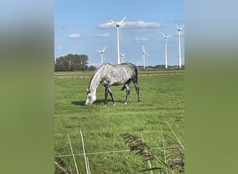 Hannoveraner, Stute, 9 Jahre, 170 cm, Blauschimmel