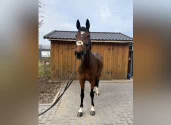 Hannoveraner, Stute, 9 Jahre, 170 cm, Brauner