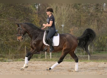 Hannoveraner, Stute, 9 Jahre, 170 cm, Brauner