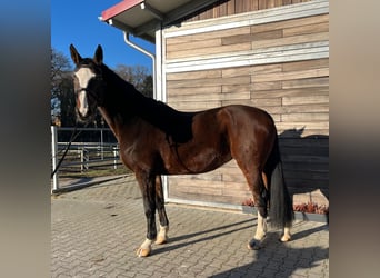 Hannoveraner, Stute, 9 Jahre, 170 cm, Dunkelbrauner