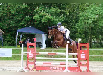 Hannoveraner, Stute, 9 Jahre, 170 cm, Dunkelbrauner