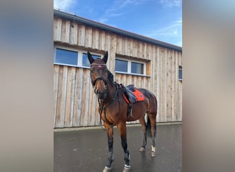 Hannoveraner, Stute, 9 Jahre, 170 cm, Dunkelbrauner
