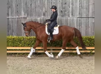 Hannoveraner, Stute, 9 Jahre, 170 cm, Fuchs