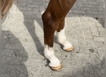 Hannoveraner, Stute, 9 Jahre, 170 cm, Fuchs