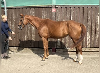 Hannoveraner, Stute, 9 Jahre, 170 cm, Fuchs