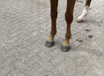Hannoveraner, Stute, 9 Jahre, 170 cm, Fuchs