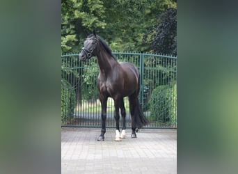 Hannoveraner, Stute, 9 Jahre, 170 cm, Rappe