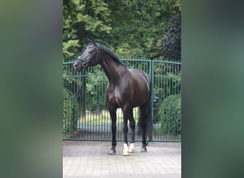 Hannoveraner, Stute, 9 Jahre, 170 cm, Rappe