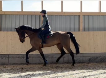 Hannoveraner, Stute, 9 Jahre, 171 cm, Brauner