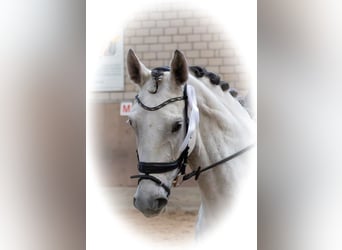 Hannoveraner, Stute, 9 Jahre, 171 cm, Schimmel