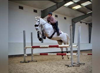 Hannoveraner, Stute, 9 Jahre, 172 cm, Apfelschimmel