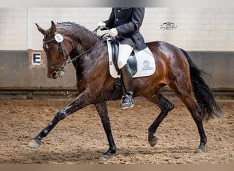 Hannoveraner, Stute, 9 Jahre, 172 cm, Brauner