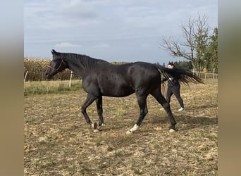 Hannoveraner, Stute, 9 Jahre, 172 cm, Dunkelbrauner