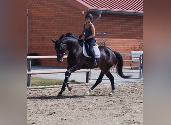 Hannoveraner, Stute, 9 Jahre, 172 cm, Dunkelbrauner