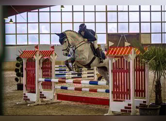 Hannoveraner, Stute, 9 Jahre, 172 cm, Schimmel