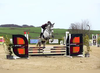 Hannoveraner, Stute, 9 Jahre, 172 cm, Schimmel