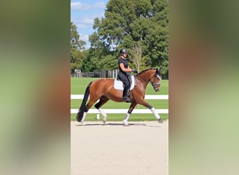 Hannoveraner, Stute, 9 Jahre, 173 cm, Brauner