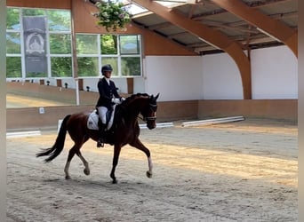 Hannoveraner, Stute, 9 Jahre, 173 cm, Brauner