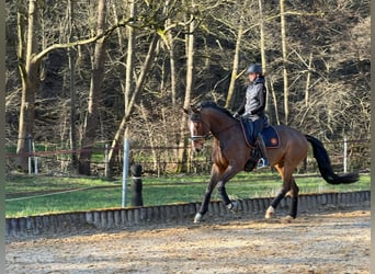 Hannoveraner, Stute, 9 Jahre, 173 cm, Brauner
