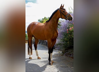 Hannoveraner, Stute, 9 Jahre, 173 cm, Brauner