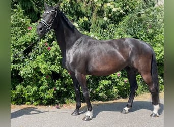 Hannoveraner, Stute, 9 Jahre, 173 cm, Rappe