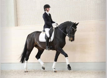 Hannoveraner, Stute, 9 Jahre, 173 cm, Schwarzbrauner