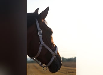 Hannoveraner, Stute, 9 Jahre, 174 cm, Brauner