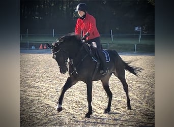 Hannoveraner, Stute, 9 Jahre, 175 cm, Dunkelbrauner