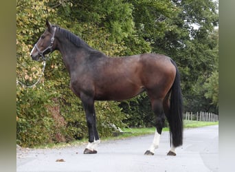 Hannoveraner, Stute, 9 Jahre, 175 cm, Dunkelbrauner