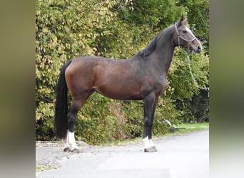 Hannoveraner, Stute, 9 Jahre, 175 cm, Dunkelbrauner