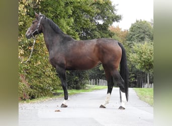 Hannoveraner, Stute, 9 Jahre, 175 cm, Dunkelbrauner