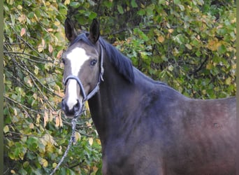 Hannoveraner, Stute, 9 Jahre, 175 cm, Dunkelbrauner