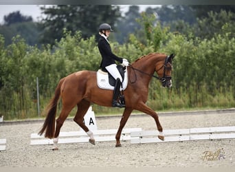 Hannoveraner, Stute, 9 Jahre, 176 cm, Fuchs