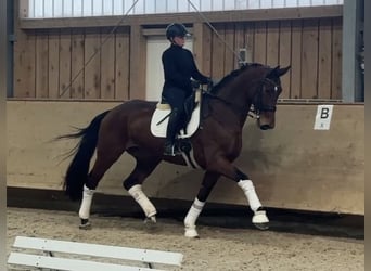 Hannoveraner, Stute, 9 Jahre, 178 cm, Brauner