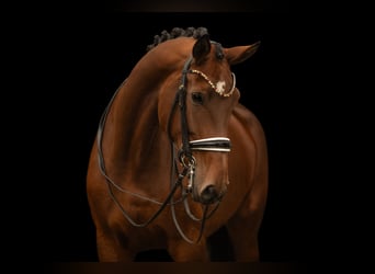 Hannoveraner, Stute, 9 Jahre, 179 cm, Brauner