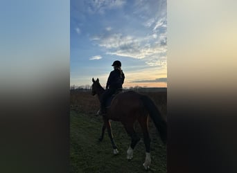 Hannoveraner, Stute, 9 Jahre, 180 cm, Brauner