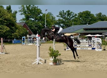Hannoveraner, Stute, 9 Jahre, 180 cm, Schwarzbrauner