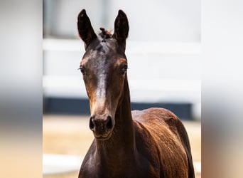 Hannoveraner, Stute, 9 Jahre, Brauner