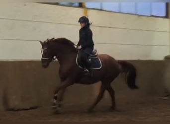 Hannoveraner, Stute, 9 Jahre, Fuchs