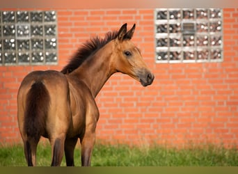 Hannoveraner, Stute, Fohlen (04/2023), 165 cm, Buckskin