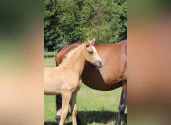 Hannoveraner, Stute, Fohlen (05/2026), 165 cm, Palomino